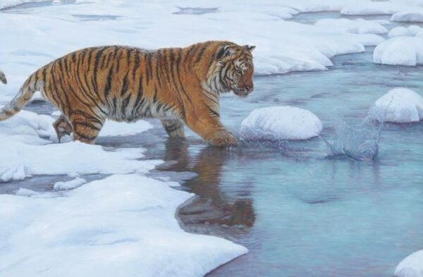 PBI6AK Ha Tyhliie (Fisherman on the River Toonsha) - Siberan Tiger