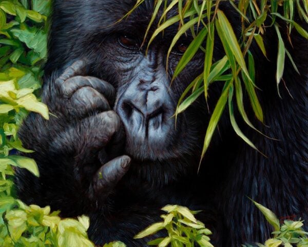 Perspicacious - Mountain Gorilla