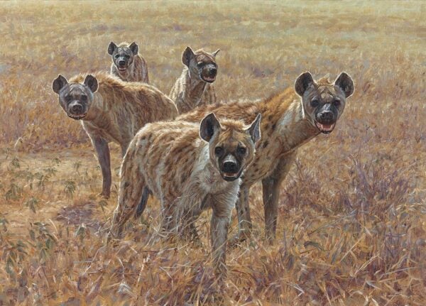 Pirates of the Plains - Spotted Hyenas