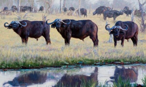 Reflections Over Forty - Cape Buffalo