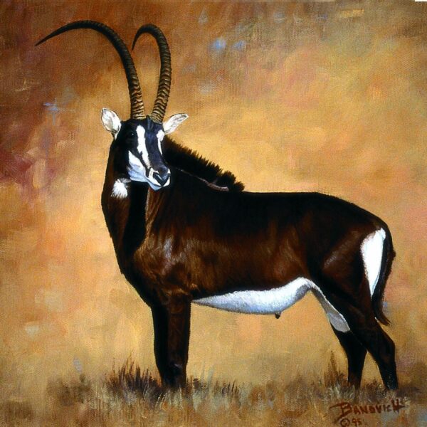 Sable - Antelope