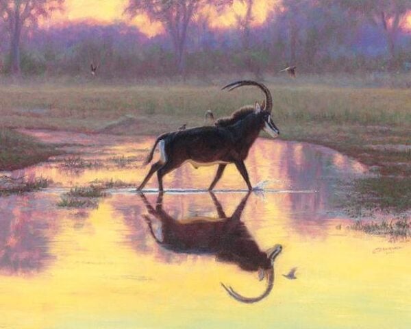 Sable at Sunset - Antelope