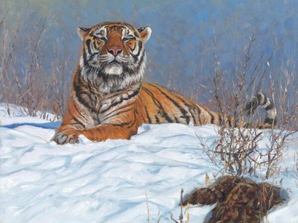 Siberian Tiger