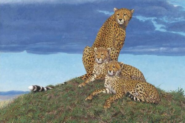 Storm Watchers - Cheetahs