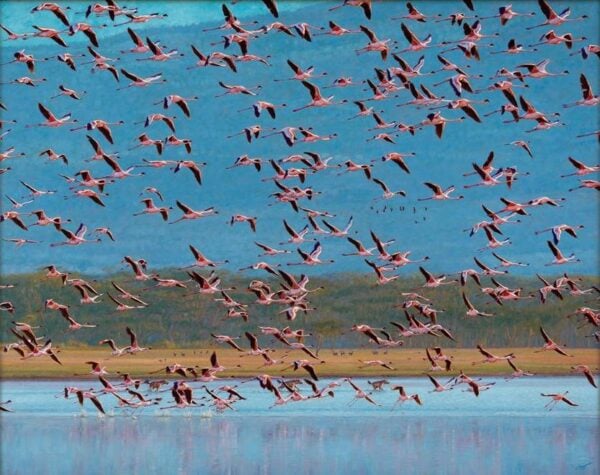 Taking Flight - Flamingoes