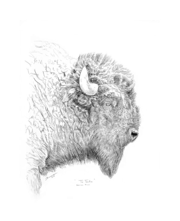 Tatonka - Bison