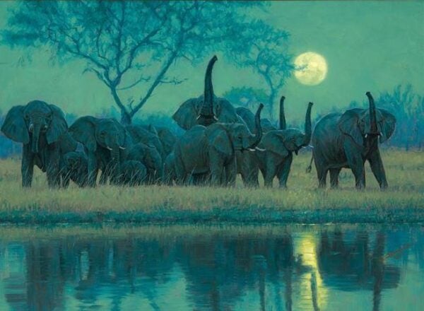 Testing the Night Wind - Elephants