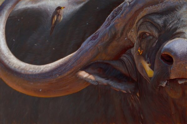 Widowmaker - Cape Buffalo