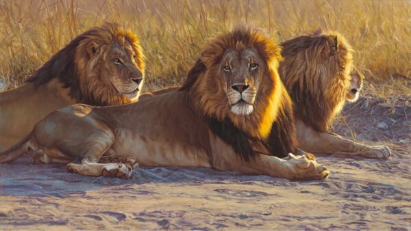 We Three Kings - Lions