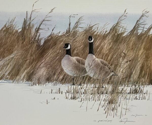 Waiting for the Ice to Break - Canada Geese