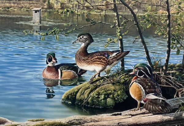 Ladies Choice - Wood Ducks - Excellent Condition