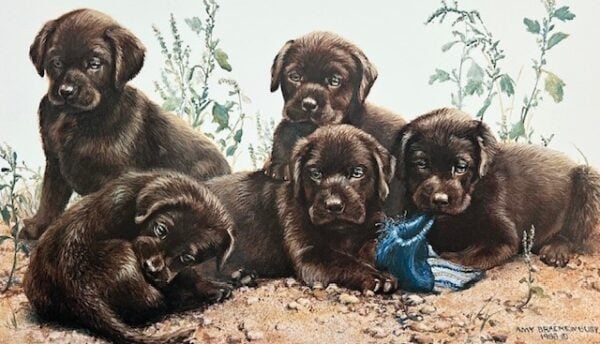 Chocolate Cluster - Labs