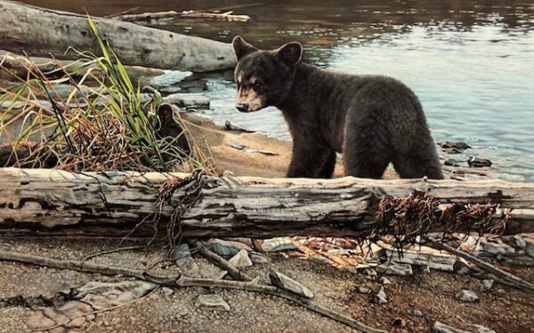 Beach Bums - Black Bear Cubs (Excellent Condition)