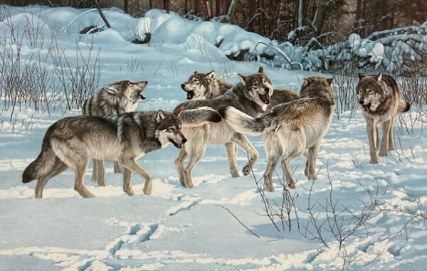 Songs to the Silence - Wolves