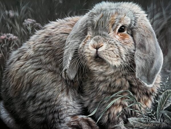 Fuzzball - Rabbit