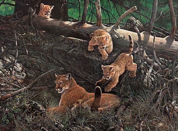 The Attack - Cougars