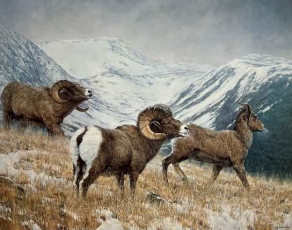 Bighorn Sheep - Electric Peak (Good Condition)