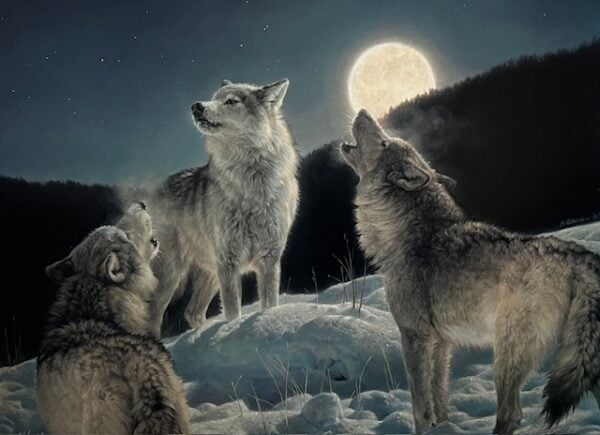 Canyon Moon - Wolves