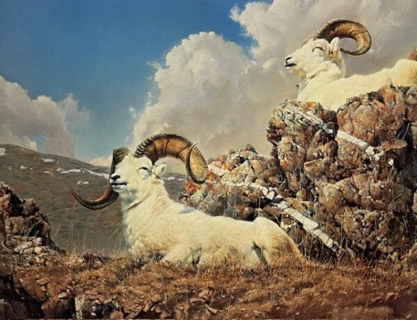 Dall Sheep - Primrose Ridge