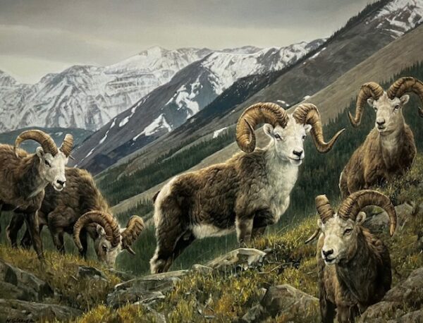 Stone Sheep - Stone Mountain