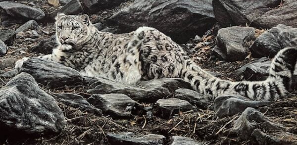 Altai Nomad - Snow Leopard (Good Condition)