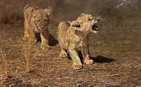 Come Down Here and Say That! - Lion Cubs