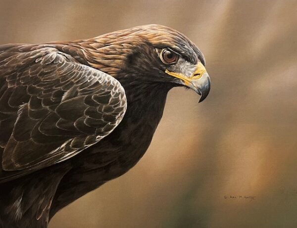 A Crown of Gold - Golden Eagle