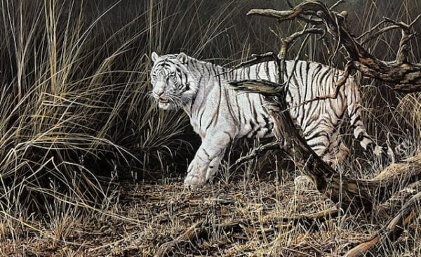 Out from Cover - White Tiger