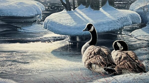 Winter Thaw - Canada Geese