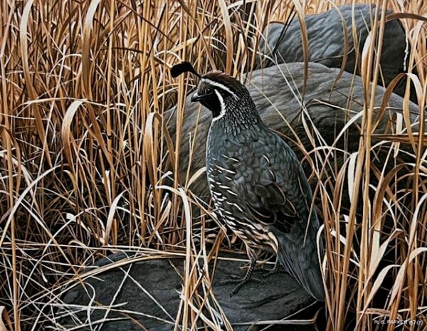 Golden Grasses - California Quail