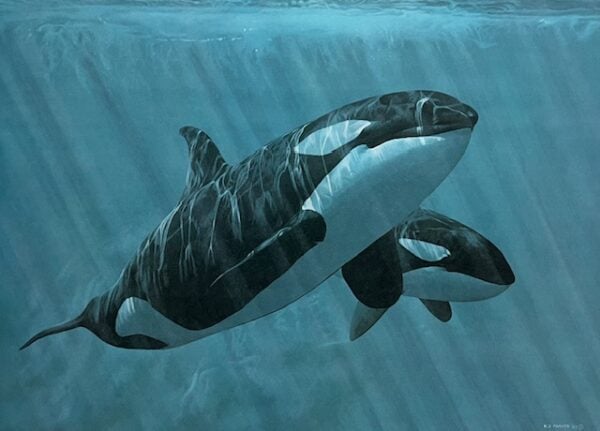 Mother and Son - Orcas