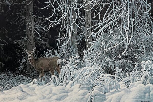 Snow Palace - Mule Deer