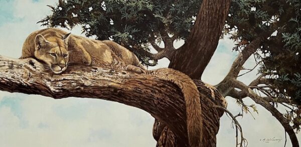 Out on the Limb - Cougar