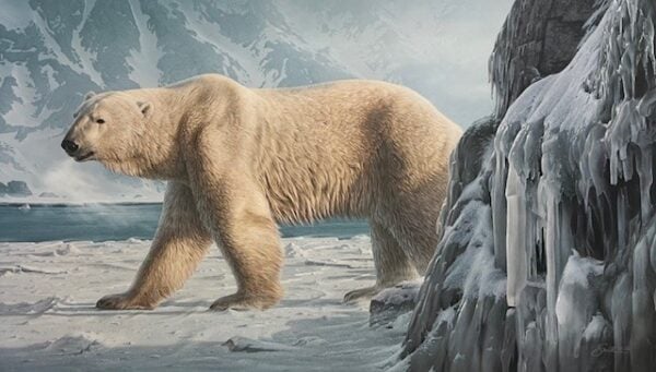 Catching the Scent - Polar Bear