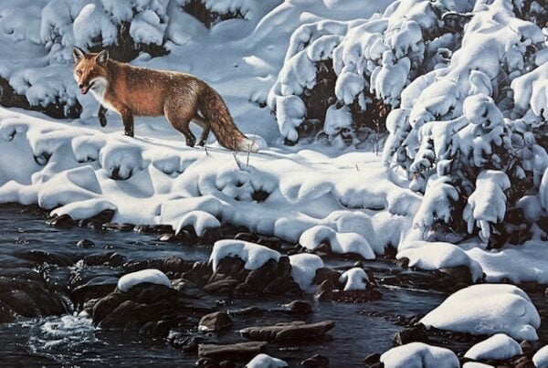 Creekside Passage - Red Fox