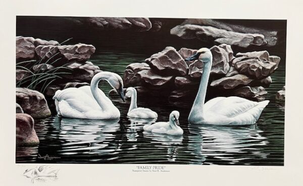Family Pride - Trumpeter Swans - Remarqued
