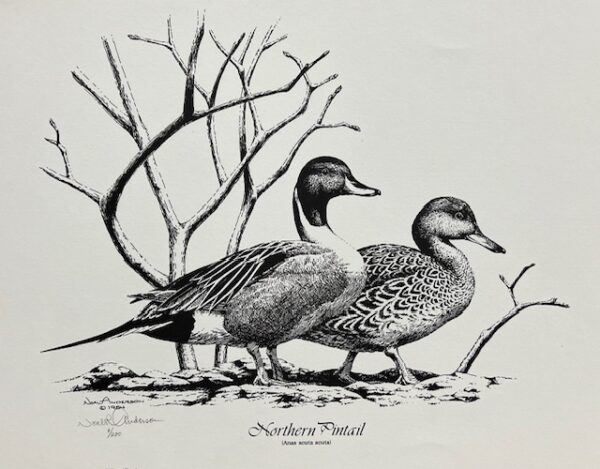 Northern Pintail (Good Condition)