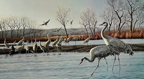 Sandhill Cranes on the Platte
