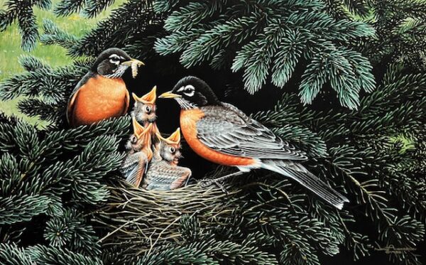 Spring Harmony - American Robin