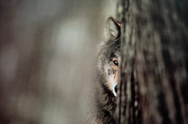 Gray Wolf (Excellent Condition)