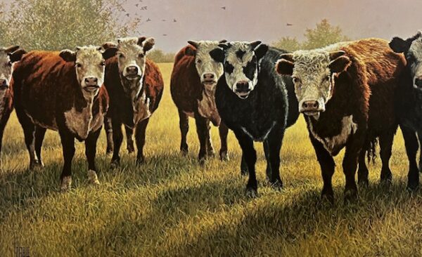 Pasture Patrol Cows