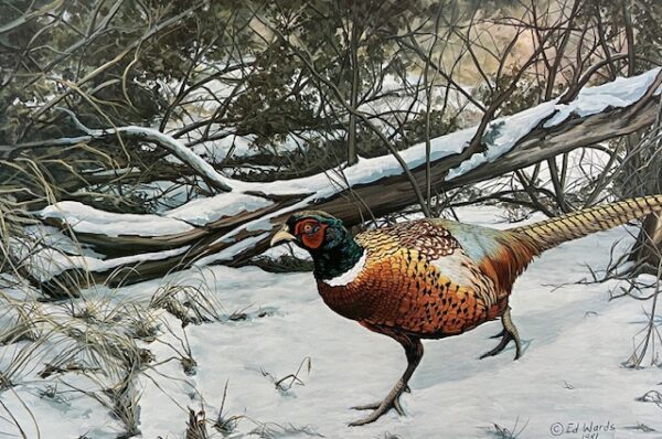 Pheasant - Winter Cover