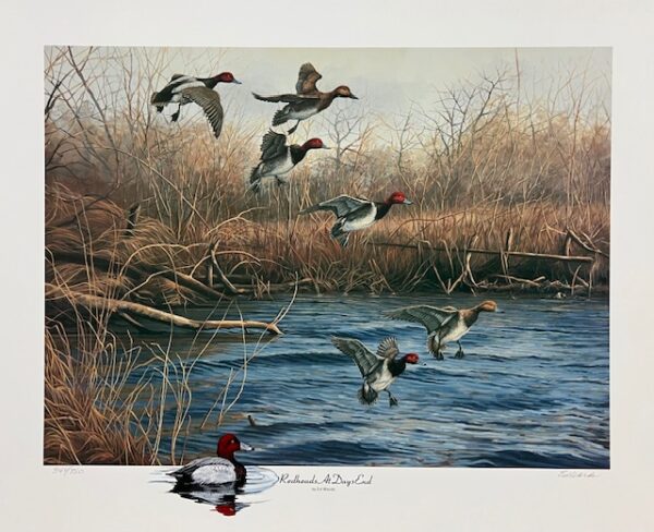 Redheads at Days End - Remarqued