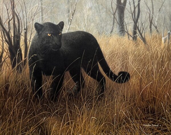 Powerful Presence - Black Leopard (Excellent Condition)