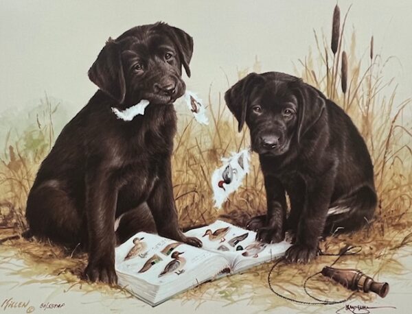 Great Beginnings - Chocolate Labrador Retrievers