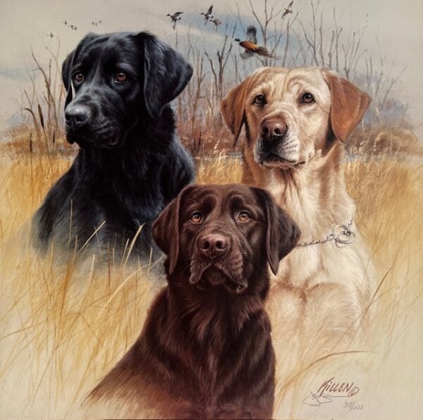 Great Hunting Dogs - Labrador Retrievers II