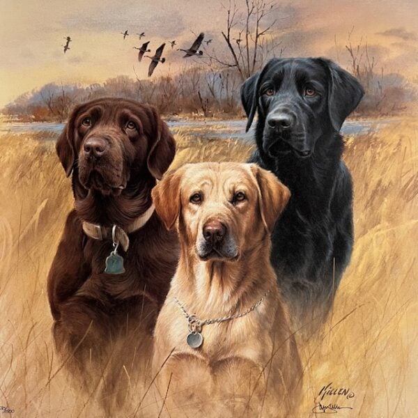 Great Hunting Dogs - Labrador Retrievers III