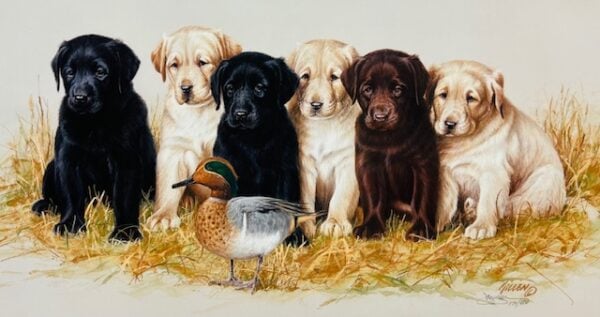 The Green Horns - Labrador Puppies & Green-Winged Teal (Excellent Condition)