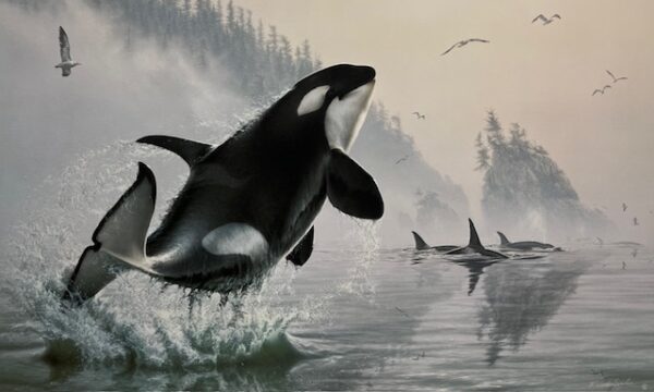 Teeming Waters - Orcas