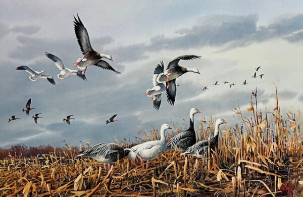 On the High Plains - Snow Geese (Excellent Condition)
